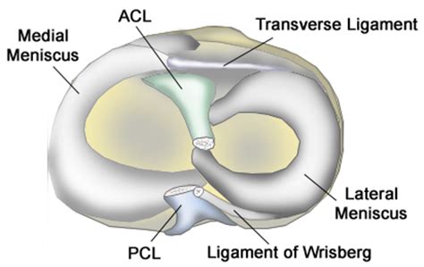 meniscus tears frisco tx orthopedic surgeon