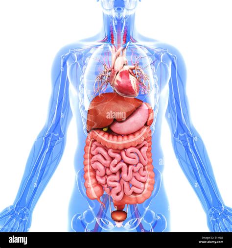 menschliche innere organe stockfotos menschliche innere organe bilder