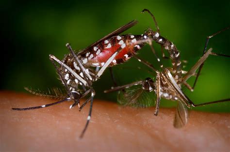mosquito drone home design ideas