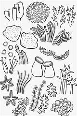 Coral Reef Drawing Coloring Underwater Sketch Sea Draw Reefs Pages Doodle Step Choose Board sketch template