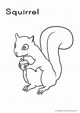 Squirrel Coloring Pages Kids Colouring Printable Colour Squirrels Outline A4 Red Wildlife Animal Line Animals sketch template