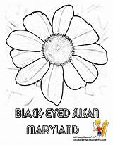Susan Coloring Eyed Blackeyed 792px 86kb sketch template