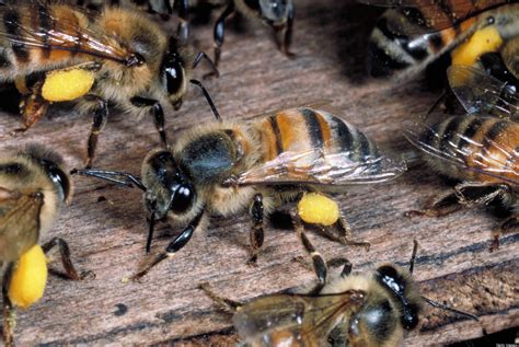killer bees    saving  killing huffpost
