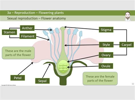 reproduction flowering plants