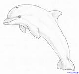 Dolphin Drawing Draw Dolphins Jumping Sketch Step Drawings Drawn Pencil Line Easy Sketches Animal Realistic Delphine Projects 3d Tattoo Choose sketch template
