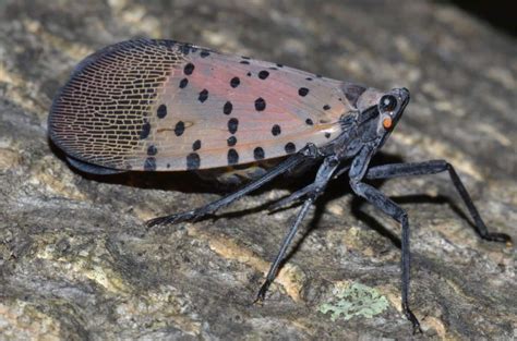 spotted lanternfly heads  northeast pa   dangers