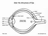 Eye Anatomy Coloring Structure Labeling Vision Human Eyes Key Body Biology Exploringnature Red sketch template