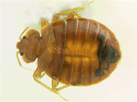 the definitive guide to bedbug sex smart news smithsonian