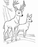 Coloring Pages Fawn Deer Two Print Animal Getcolorings Comments sketch template