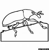 Weevil Coloring Insect Pages 42kb 565px sketch template