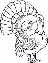 Turkey Drawing Coloring Pages Outline Wild Hand Feathers Drawings Template Line Realistic Printable Thanksgiving Color Kids Head Getdrawings Paintingvalley Christmas sketch template