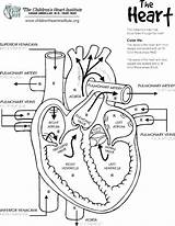 Heart Anatomy Coloring Pages Drawing Labels Physiology Lungs Human Diagram Printable Template Print Body Color Blood Templates Getcolorings Card Templa sketch template