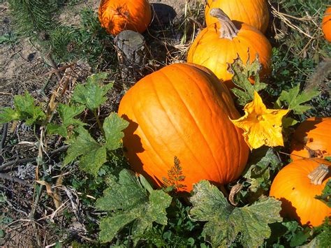 pumpkin seeds  unsought health benefits