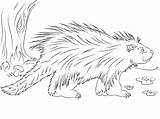 Porcupine Coloring Pages Ages Printable Supercoloring Via sketch template