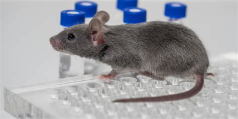 advice  working  mice   lab