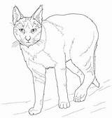 Cat Jungle Coloring Pages Printable Coloringpagesonly Categories sketch template