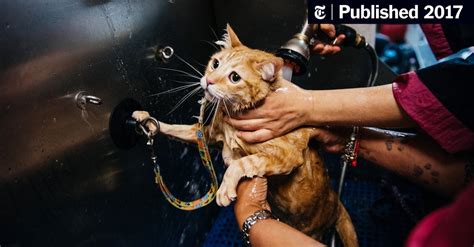 There’s More Than One Way To Shave A Cat The New York Times