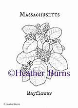 Coloring Massachusetts Flower State Mayflower Book Bubakids sketch template