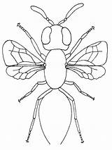 Coloring Insect Pages Printable Bug Realistic Firefly Parts Template Body Color Print Templates Lonely Kids Getcolorings Will Insider sketch template
