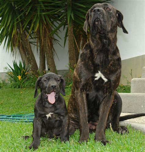 brazilian mastiff dogs breeds