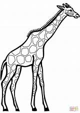 Giraffe Girafas Kleurplaat Girafa Giraf Kleurplaten sketch template