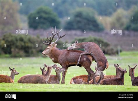 red deer cervus elaphus hind mounting stag bulling behaviour  rutting season minsmere