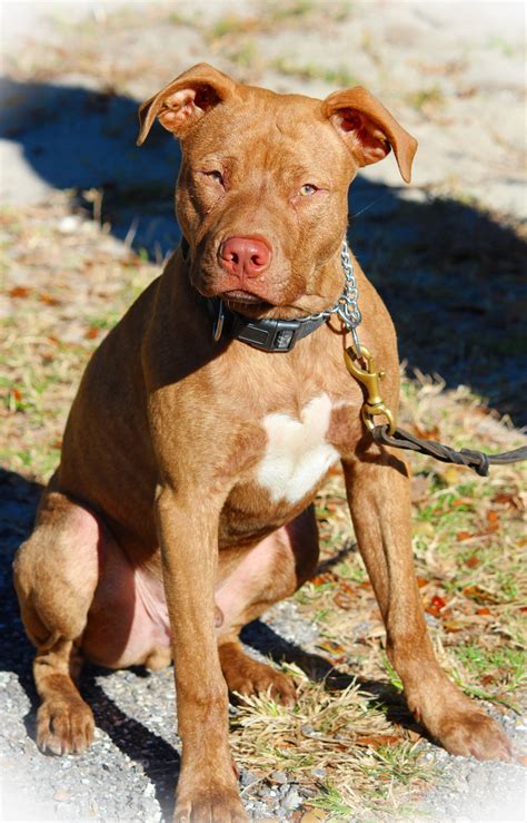 characteristic features  red nose pit bulls