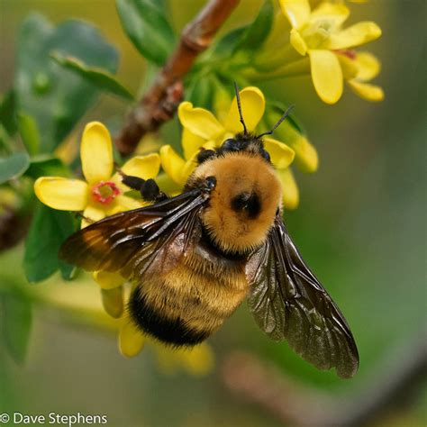 flickr the bee porn boom chicka wa wa pool