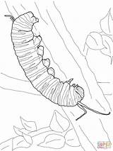 Oruga Mariposa Monarca Caterpillar Coloring Bruco Monarch Disegni Bruchi Bambini Supercoloring Cocoon sketch template