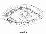 Coloring Eye Human Pages Printable Categories sketch template