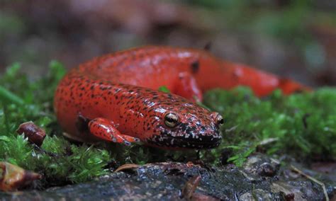 amphibians defenders  wildlife