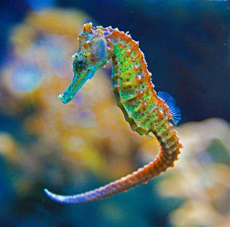 food  seahorses   seahorses eat reef nutrition