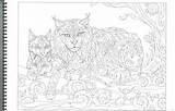 Lynx Ausmalen Luchs Kostenlose 11x17 5x11 sketch template