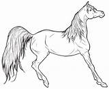 Horse Arabian Coloring Pages Realistic Printable Lineart Print Horses Running Unicorn Requay Drawing Color Detailed Kids Adults Deviantart Head Drawings sketch template