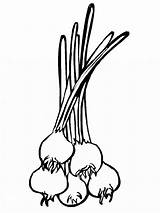 Onion Coloring Pages Printable Kids Comments Vegetables Color Recommended sketch template