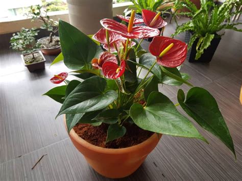 The Full Guide To Anthurium Care Flamingo Plant Care