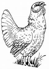 Pheasant Coloring Pages sketch template