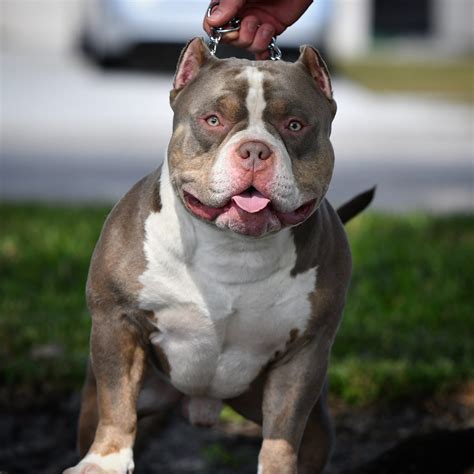 flashy tri color american bully puppies  venomline