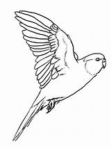 Parakeet Coloring Flying Parrot Drawing Carolina Bird Pages Drawings Bourke Lineart 51kb Getdrawings Choose Board sketch template