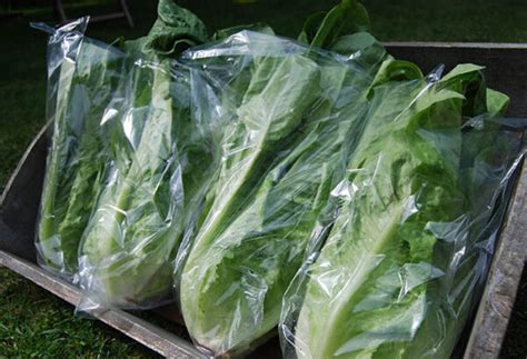 lettuce    hunt fruit  vegetables