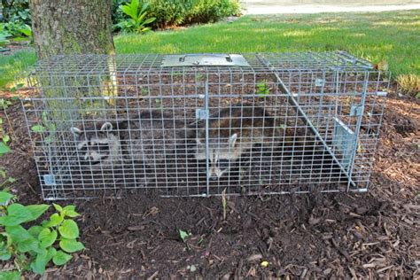 rid  raccoons  pest