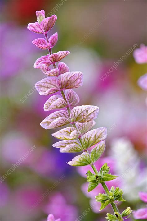 flower stem stock image  science photo library