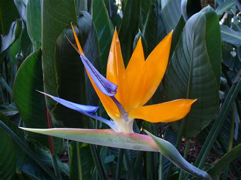 Bird Pollination Of The Bird Of Paradise — In Defense Of