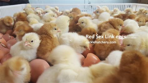 Red Sex Link Fertile Hatching Eggs For Sale Fresh Fertile Eggs