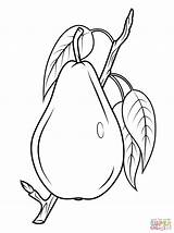 Coloring Pear Pages Branch Printable Drawing sketch template