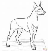 Doberman Coloring Pinscher Pages Dogs Realistic Drawing Printable Puppy Color Dog Supercoloring Print Drawings Super Getdrawings Designlooter Adult Version Click sketch template