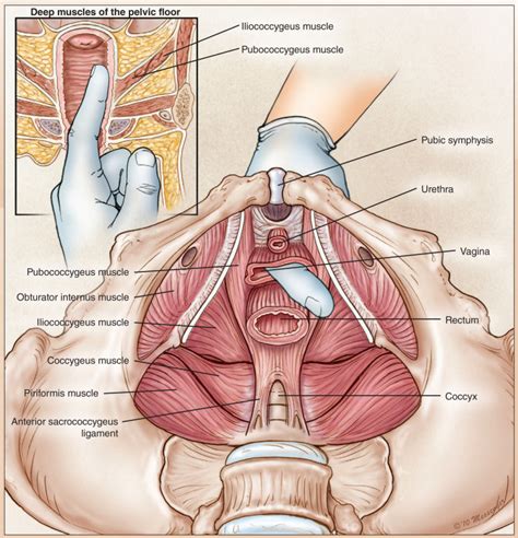 Assessment Of The Pelvic Floor Muscles In Women With