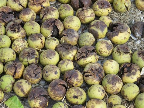 hickery holler farm shelling black walnuts