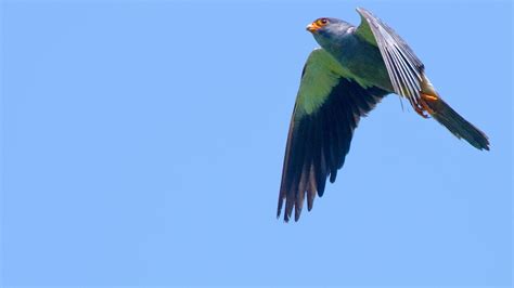 nagaland reservoir  people    rescue  amur falcons