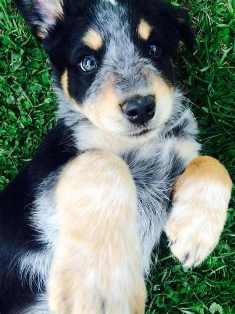 everything you need to know about australian shepherd mix